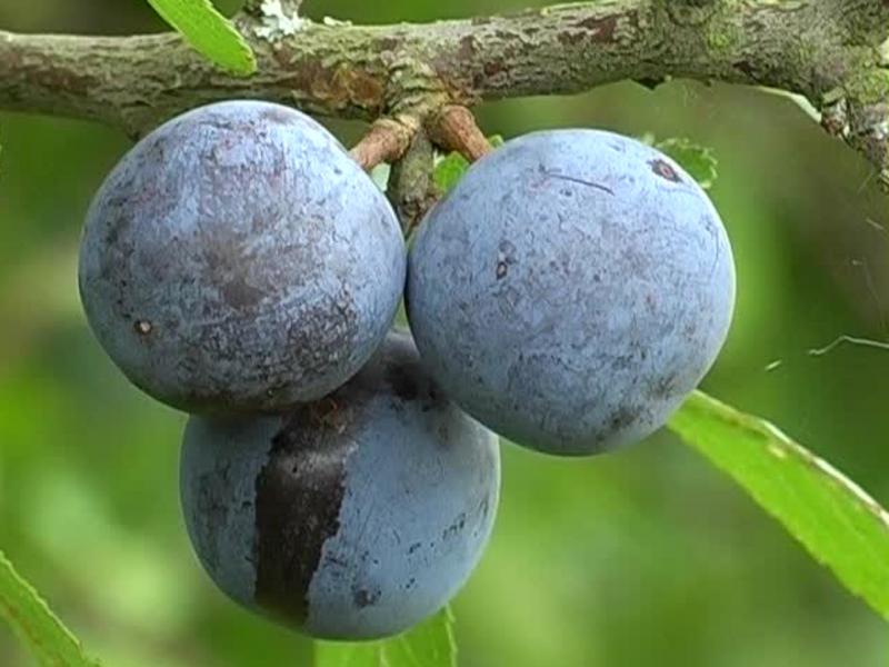 Bargnolino I Frutti Della Terra