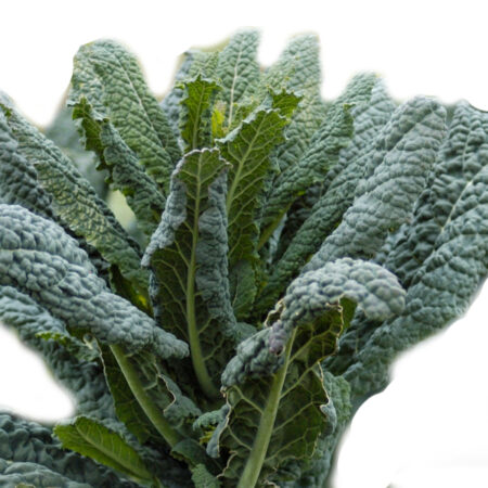 Cavolo nero