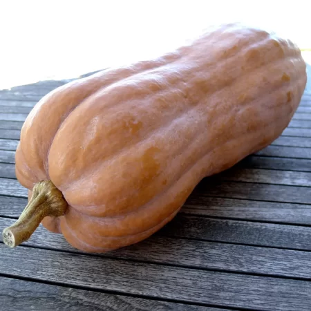 Zucca intera