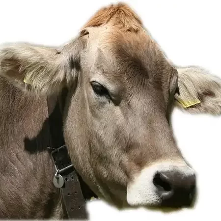 Parmigiano Reggiano di Razza Bruna