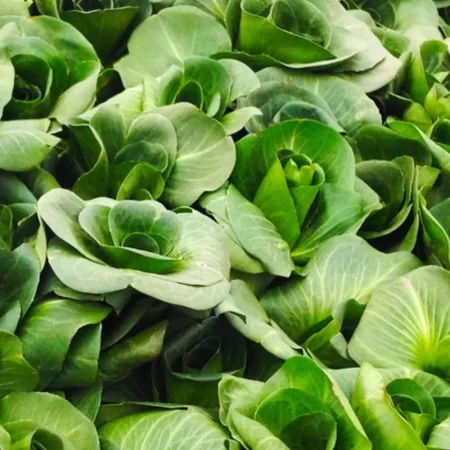 Cicorino (grumolo o ceriolo)