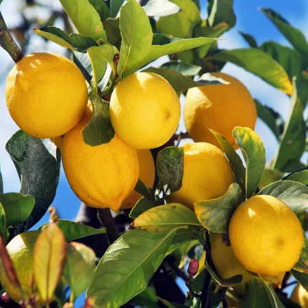Limoni non trattati