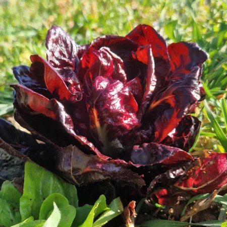 Radicchio di campo