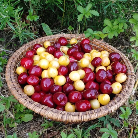 Frutta fresca